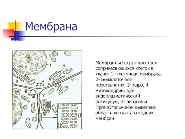 Мембрана Мембранные структуры трёх соприкасающихся клеток в ткани: 1- клеточная мембрана, 2-