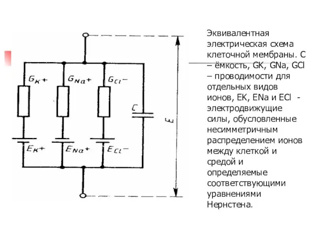 Эквивалентная электрическая схема клеточной мембраны. С – ёмкость, GK, GNa, GCl –