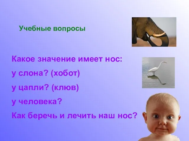 Учебные вопросы Какое значение имеет нос: у слона? (хобот) у цапли? (клюв)