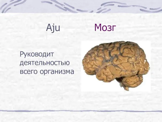 Aju Мозг Руководит деятельностью всего организма