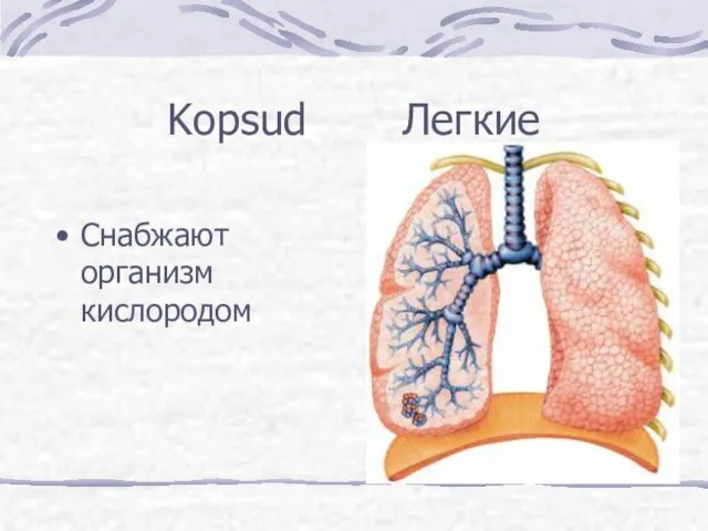 Kopsud Легкие Снабжают организм кислородом