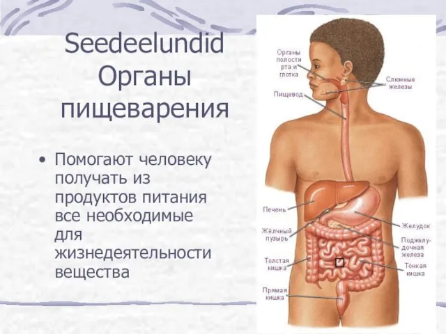 Seedeelundid Органы пищеварения Помогают человеку получать из продуктов питания все необходимые для жизнедеятельности вещества