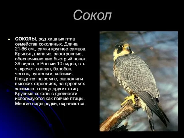 Сокол СОКОЛЫ, род хищных птиц семейства соколиных. Длина 21-66 см., самки крупнее