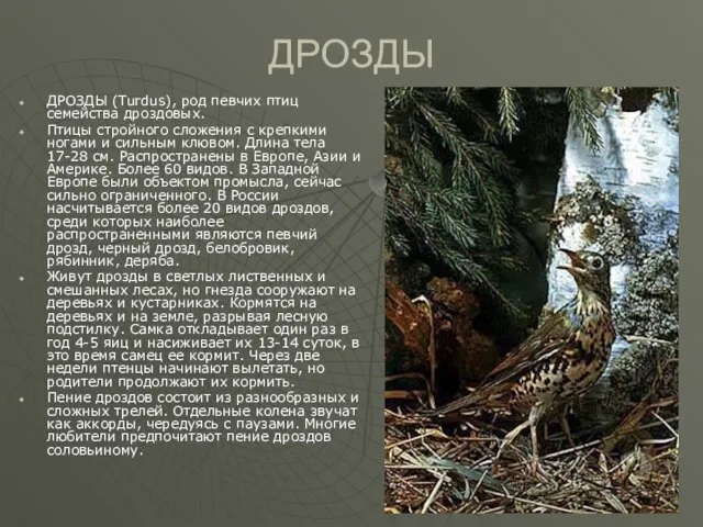 ДРОЗДЫ ДРОЗДЫ (Turdus), род певчих птиц семейства дроздовых. Птицы стройного сложения с