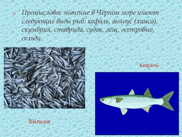 Промысловое значение в Чёрном море имеют следующие виды рыб: кефаль, анчоус (хамса),