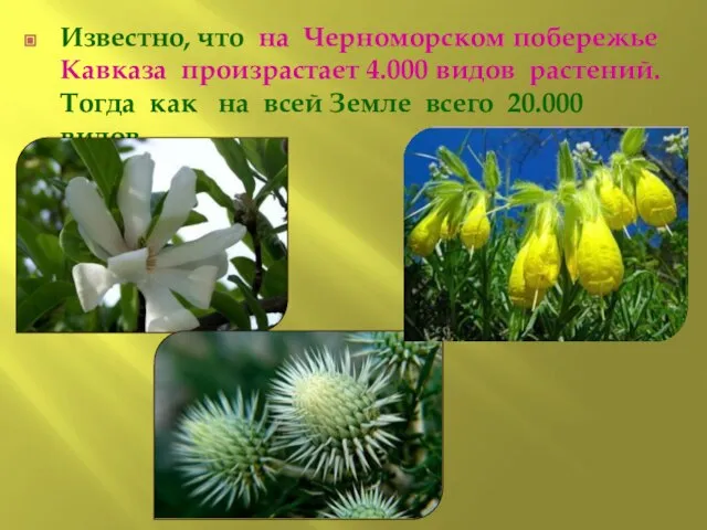 Известно, что на Черноморском побережье Кавказа произрастает 4.000 видов растений. Тогда как