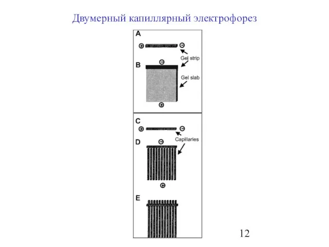 Двумерный капиллярный электрофорез