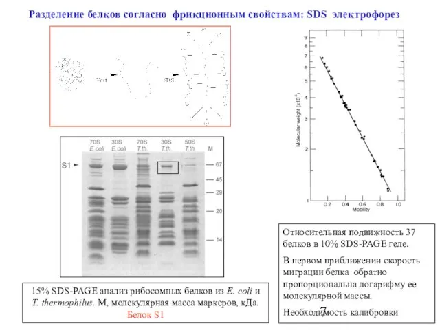 Разделение белков согласно фрикционным свойствам: SDS электрофорез Относительная подвижность 37 белков в