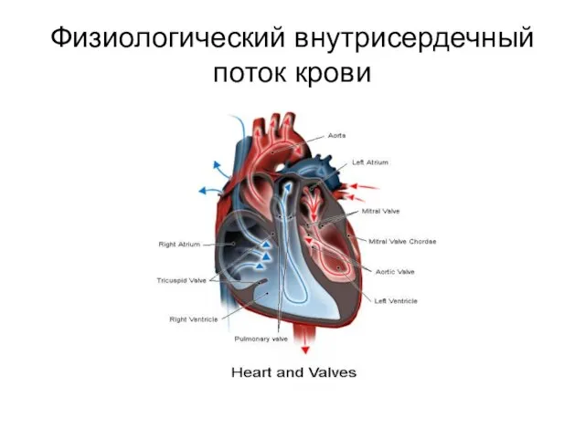 Физиологический внутрисердечный поток крови