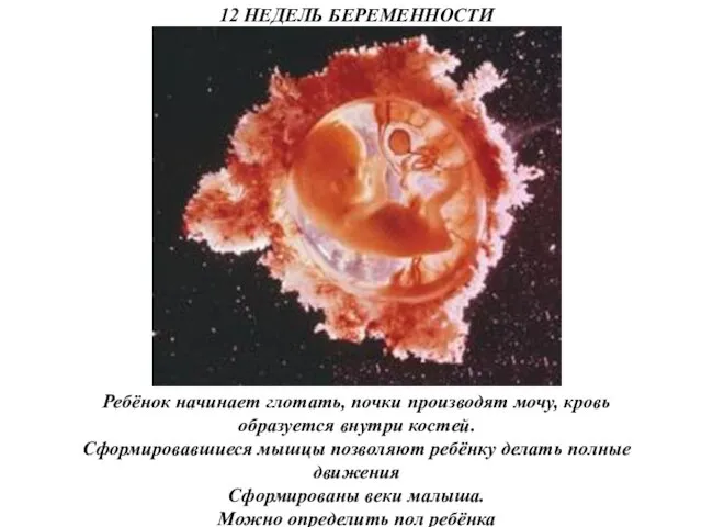 12 НЕДЕЛЬ БЕРЕМЕННОСТИ Ребёнок начинает глотать, почки производят мочу, кровь образуется внутри