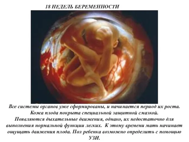 18 НЕДЕЛЬ БЕРЕМЕННОСТИ Все системы органов уже сформированы, и начинается период их