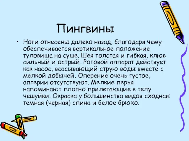 Пингвины Ноги отнесены далеко назад, благодаря чему обеспечивается вертикальное положение туловища на