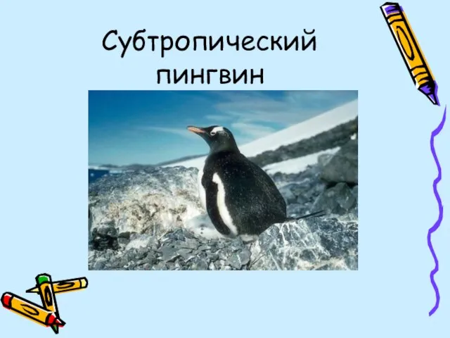 Субтропический пингвин