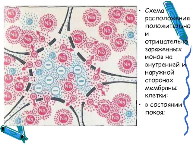 Схема расположения положительно и отрицательно заряженных ионов на внутренней и наружной сторонах