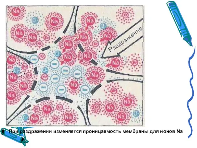 При раздражении изменяется проницаемость мембраны для ионов Na