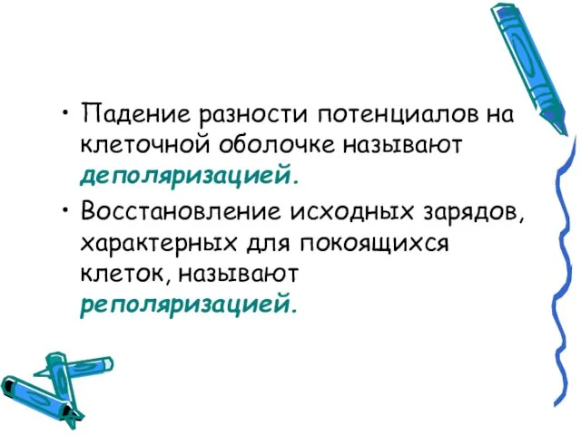 Падение разности потенциалов на клеточной оболочке называют деполяризацией. Восстановление исходных зарядов, характерных