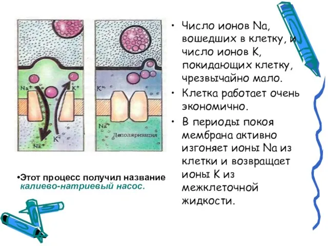 Число ионов Na, вошедших в клетку, и число ионов K, покидающих клетку,