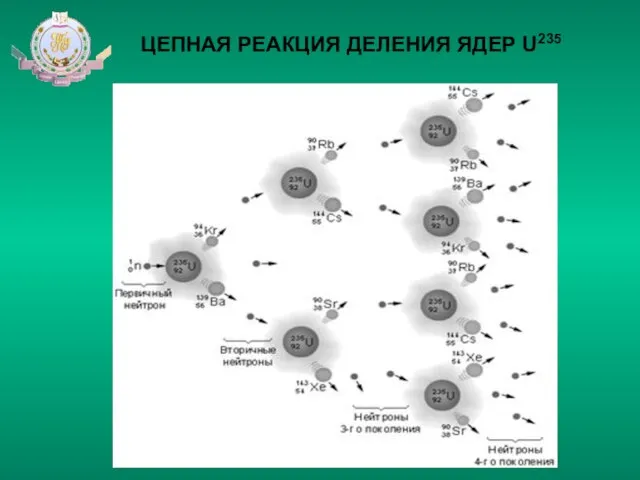 ЦЕПНАЯ РЕАКЦИЯ ДЕЛЕНИЯ ЯДЕР U235