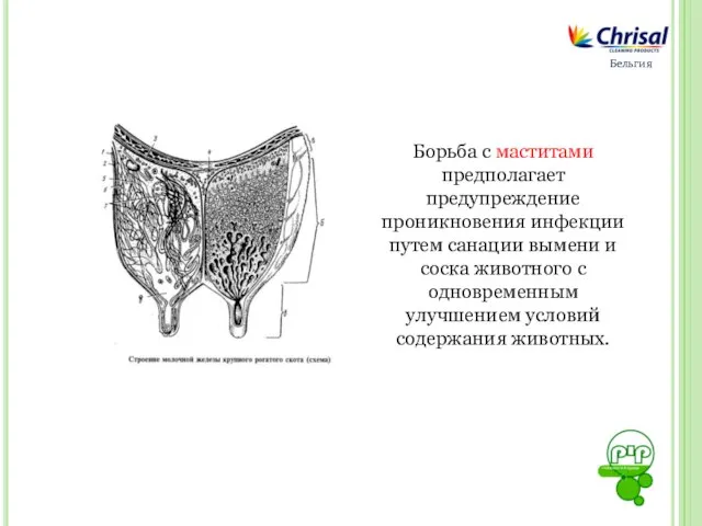 Борьба с маститами предполагает предупреждение проникновения инфекции путем санации вымени и соска