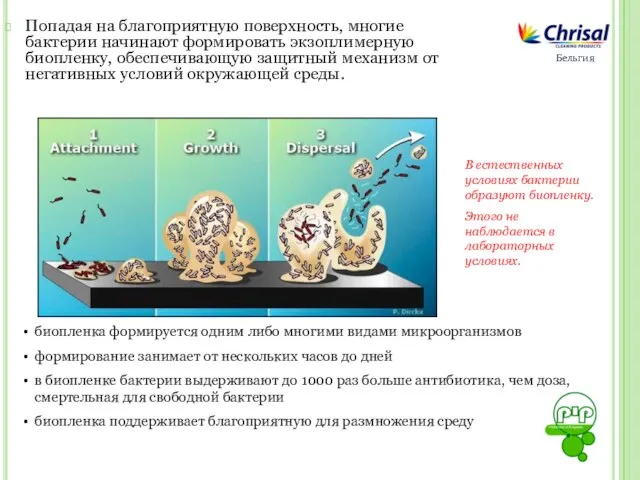 Попадая на благоприятную поверхность, многие бактерии начинают формировать экзоплимерную биопленку, обеспечивающую защитный