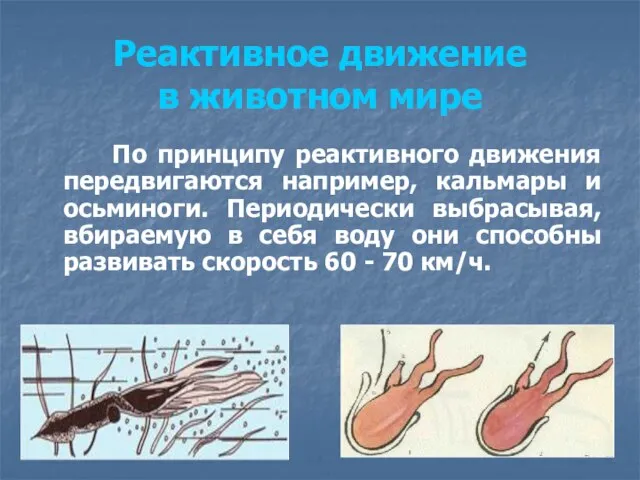 Реактивное движение в животном мире По принципу реактивного движения передвигаются например, кальмары