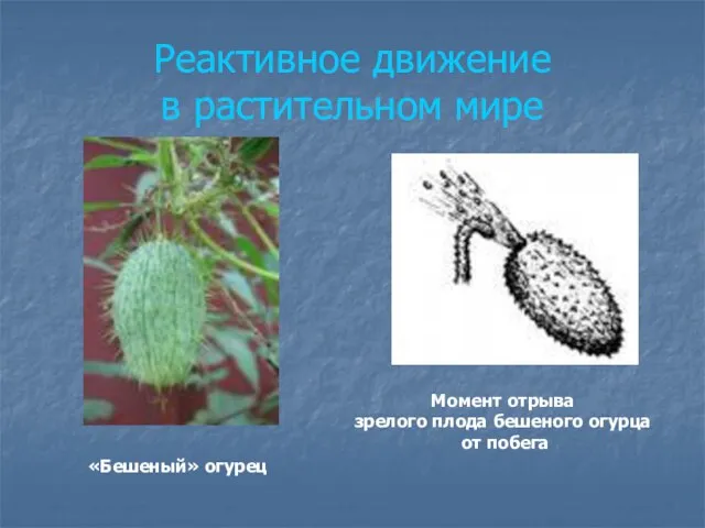 Реактивное движение в растительном мире Момент отрыва зрелого плода бешеного огурца от побега «Бешеный» огурец