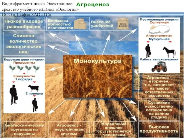 Сафьянова Л.П Видеофрагмент диска Электронное средство учебного издания «Экология»ООО «Дрофа».ЗАО «1С»