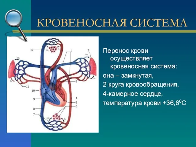 Перенос крови осуществляет кровеносная система: она – замкнутая, 2 круга кровообращения, 4-камерное