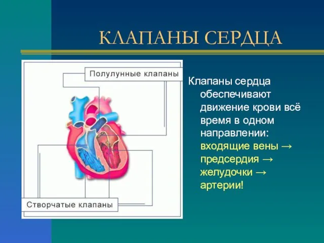 КЛАПАНЫ СЕРДЦА Клапаны сердца обеспечивают движение крови всё время в одном направлении: