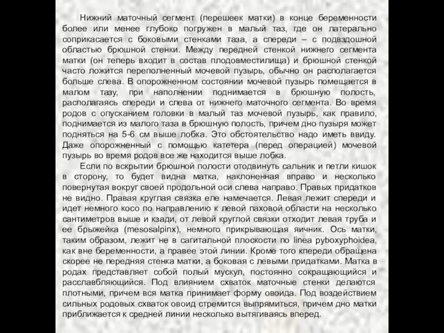 Нижний маточный сегмент (перешеек матки) в конце беременности более или менее глубоко