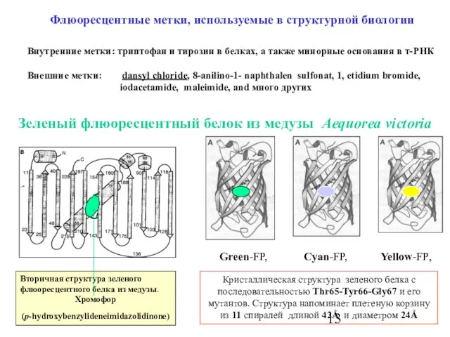 Флюоресцентные метки, используемые в структурной биологии Внутренние метки: триптофан и тирозин в