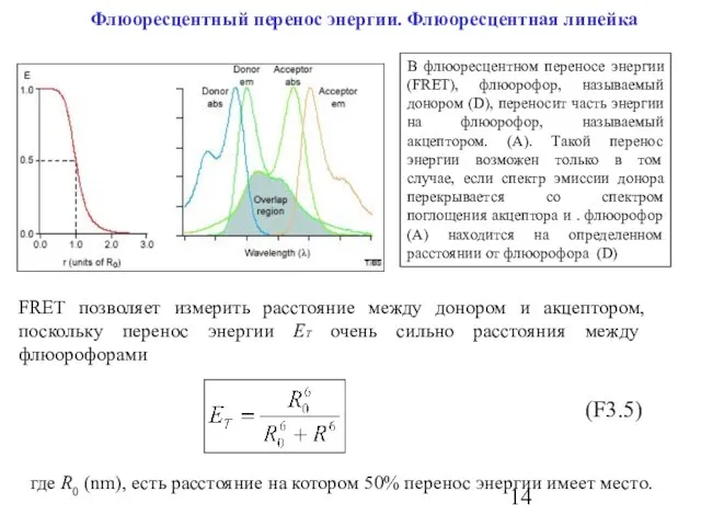 Флюоресцентный перенос энергии. Флюоресцентная линейка В флюоресцентном переносе энергии (FRET), флюорофор, называемый