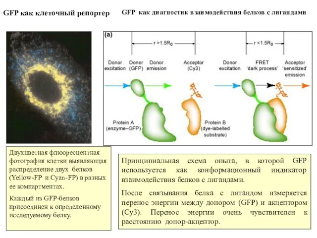 GFP как клеточный репортер Двухцветная флюоресцентная фотография клетки выявляющая распределение двух белков