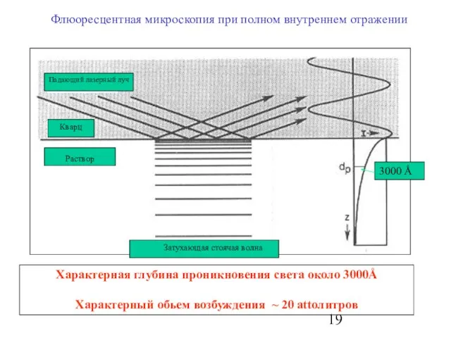 Флюоресцентная микроскопия при полном внутреннем отражении Характерная глубина проникновения света около 3000Å