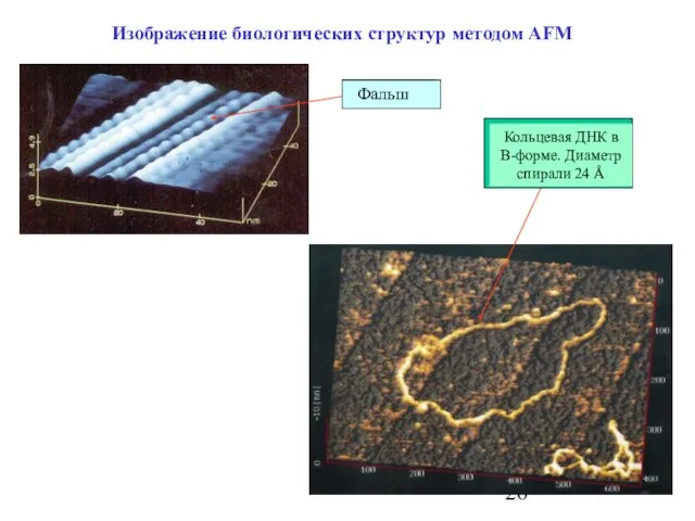 Изображение биологических структур методом AFM ДНК Фальш Кольцевая ДНК в B-форме. Диаметр спирали 24 Å