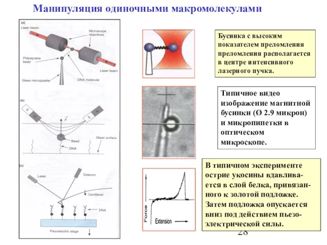 Манипуляция одиночными макромолекулами Бусинка с высоким показателем преломления преломления располагается в центре