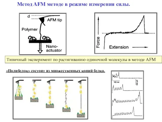 Метод AFM методе в режиме измерения силы. Типичный эксперимент по растягиванию одиночной