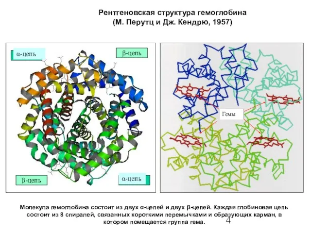 Рентгеновская структура гемоглобина (М. Перутц и Дж. Кендрю, 1957) Молекула гемоглобина состоит