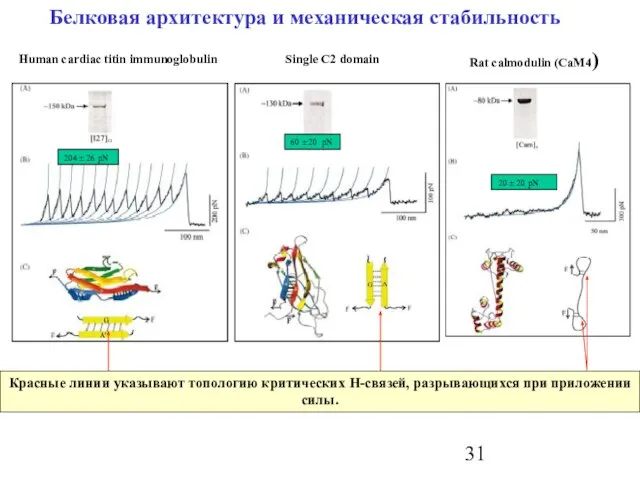 Белковая архитектура и механическая стабильность Красные линии указывают топологию критических H-связей, разрывающихся