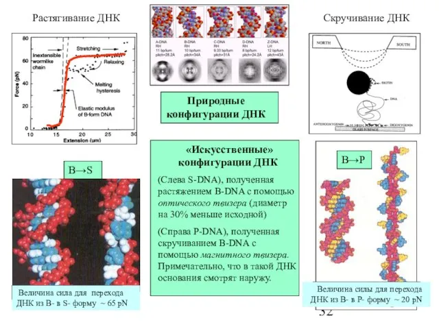 Природные конфигурации ДНК «Искусственные» конфигурации ДНК (Cлева S-DNA), полученная растяжением B-DNA с