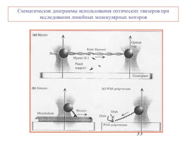 Схематические диаграммы использования оптических твизеров при исследовании линейных молекулярных моторов