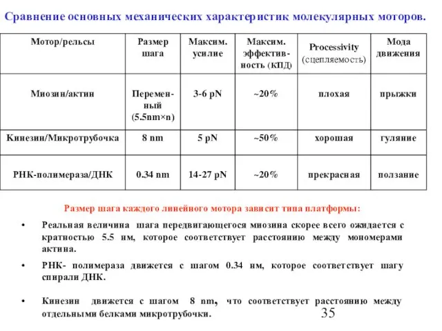 Сравнение основных механических характеристик молекулярных моторов. Размер шага каждого линейного мотора зависит