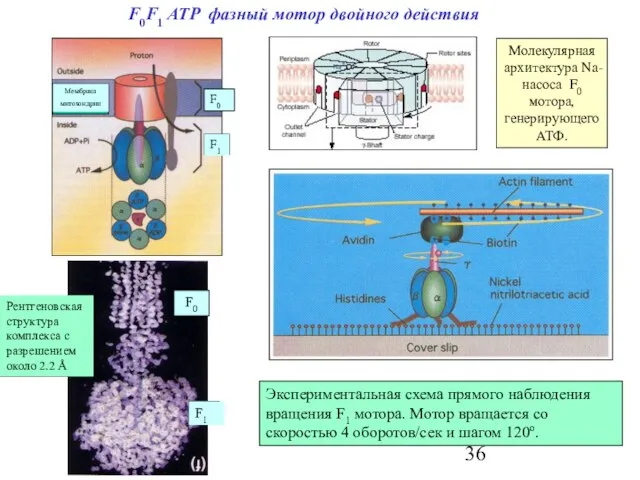 F0F1 ATP фазный мотор двойного действия Молекулярная архитектура Na-насоса F0 мотора, генерирующего