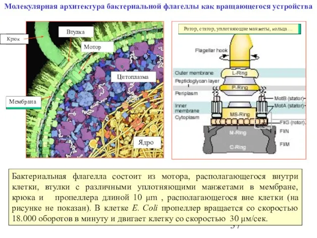 Молекулярная архитектура бактериальной флагеллы как вращающегося устройства Бактериальная флагелла состоит из мотора,