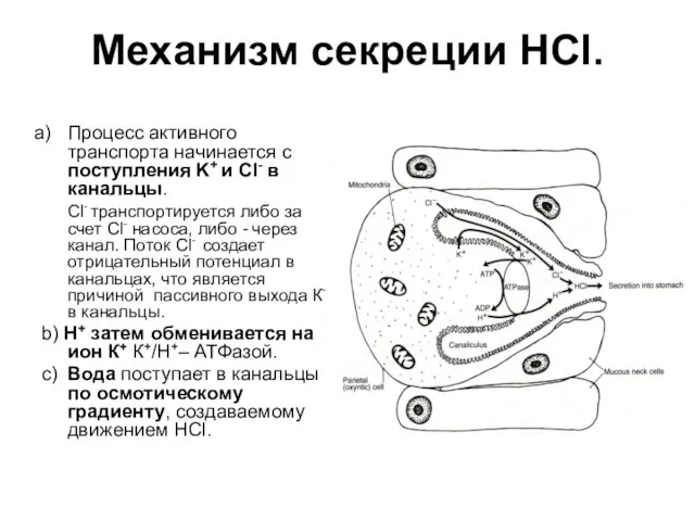 Механизм секреции HCl. Процесс активного транспорта начинается с поступления K+ и Cl-