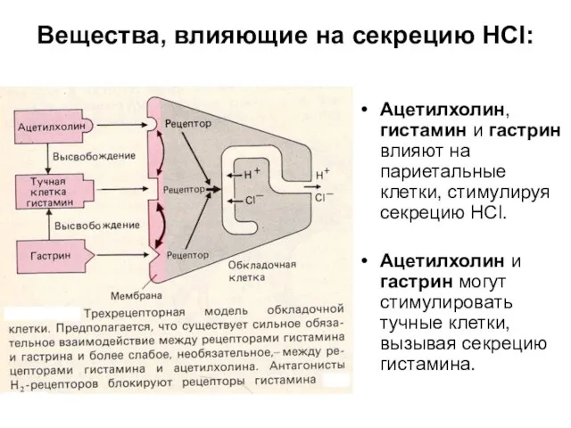 Вещества, влияющие на секрецию HCl: Ацетилхолин, гистамин и гастрин влияют на париетальные