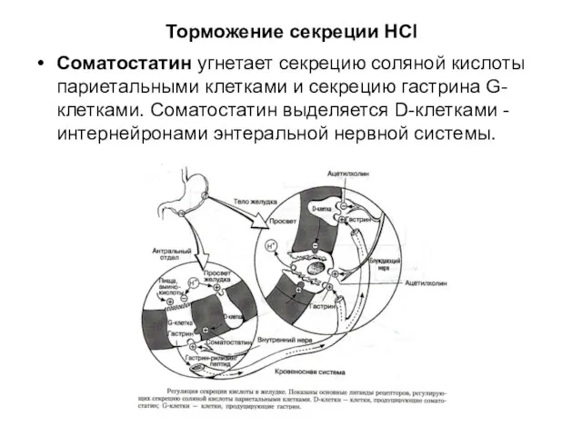 Торможение секреции HCl Соматостатин угнетает секрецию соляной кислоты париетальными клетками и секрецию