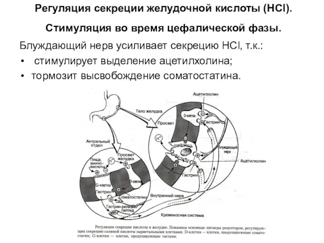 Регуляция секреции желудочной кислоты (HCl). Стимуляция во время цефалической фазы. Блуждающий нерв