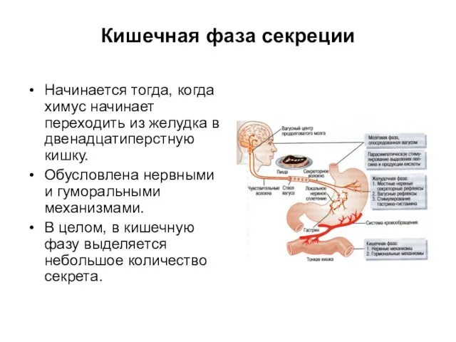 Кишечная фаза секреции Начинается тогда, когда химус начинает переходить из желудка в