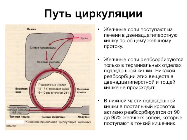 Путь циркуляции Желчные соли поступают из печени в двенадцатиперстную кишку по общему